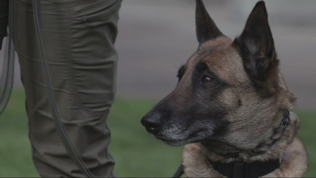 A specially trained detection dog searching for concealed electronics