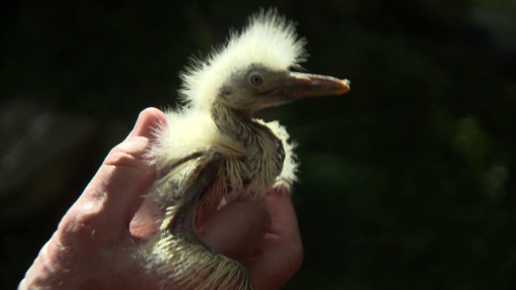 Federally protected egrets flying over a residential area