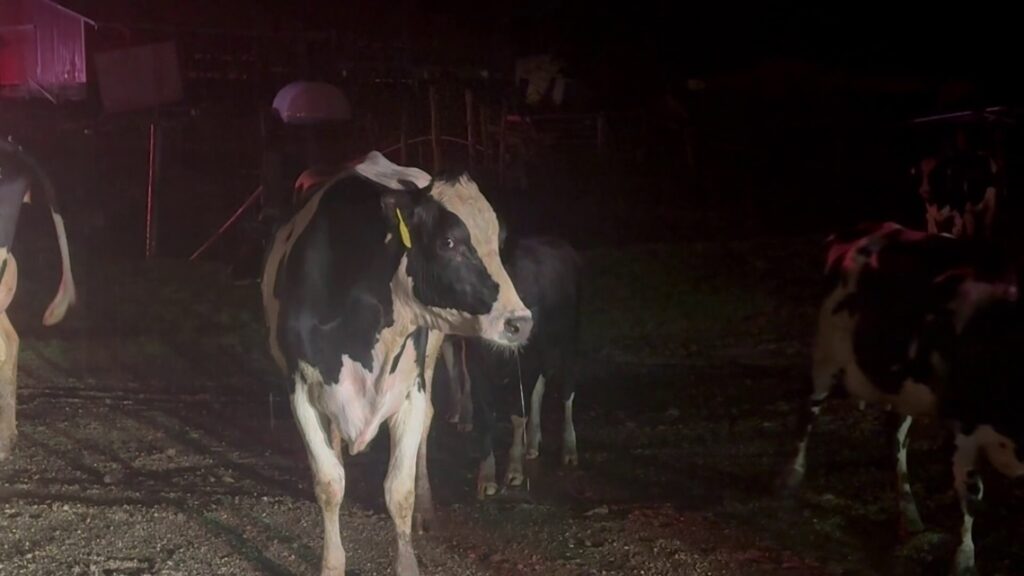 First responders and local farmers dealing with the recovery of loose dairy cows