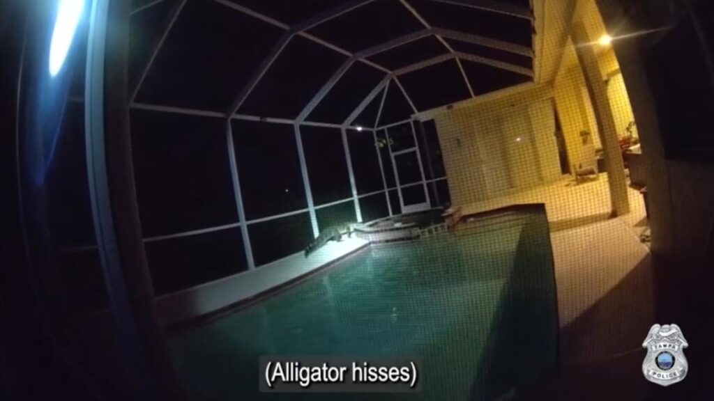A massive alligator discovered inside a Tampa pool enclosure