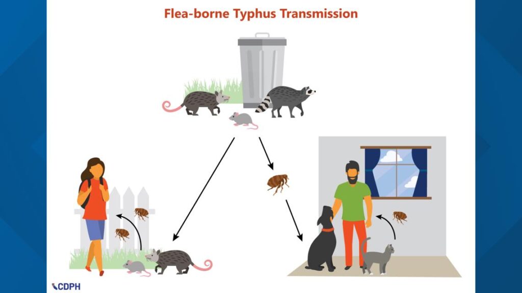 Flea-borne typhus outbreak concept in Los Angeles