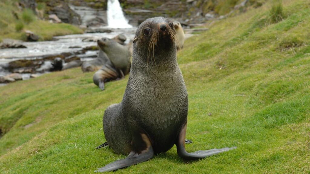 A polar landscape representing the threatened habitats of Antarctic species like the emperor penguin and fur seal