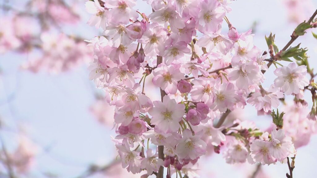 Young people actively participating in local Juneteenth community programs